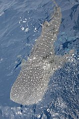 Whale_Shark-187